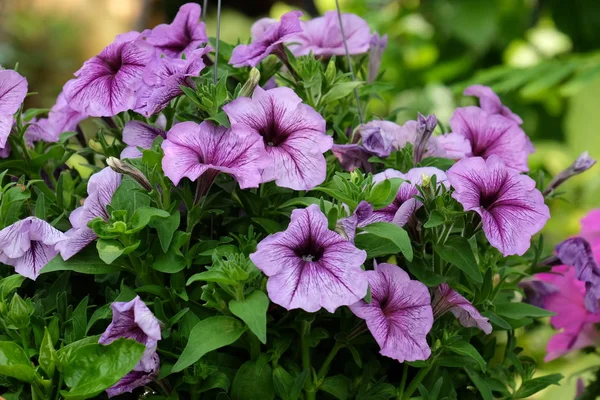 Schöne Blumen Garten Die Sommer Blühen — Stockfoto