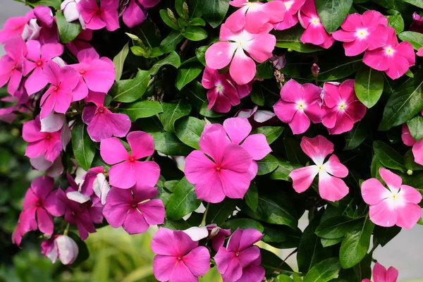 Schöne Blumen Garten Die Sommer Blühen — Stockfoto