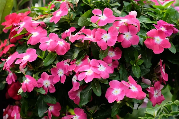 Gyönyörű Virágok Kertben Virágzó Nyár — Stock Fotó