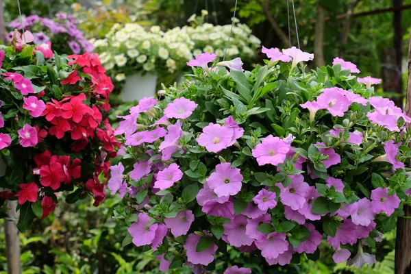 Schöne Blumen Garten Die Sommer Blühen — Stockfoto