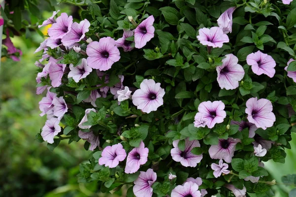 Красиві Квіти Саду Квітучі Влітку — стокове фото