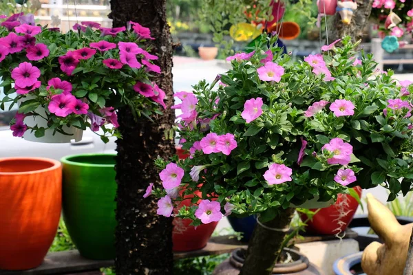 Schöne Blumen Garten Die Sommer Blühen — Stockfoto