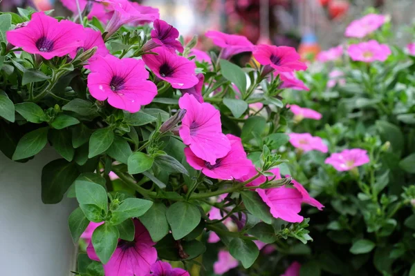 Schöne Blumen Garten Die Sommer Blühen — Stockfoto