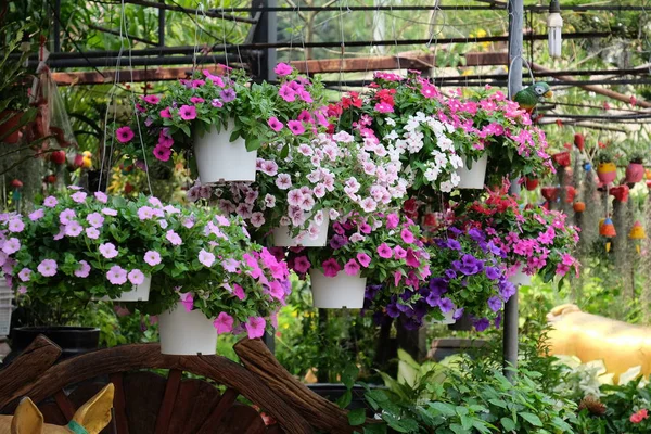 Hermosas Flores Jardín Floreciendo Verano — Foto de Stock