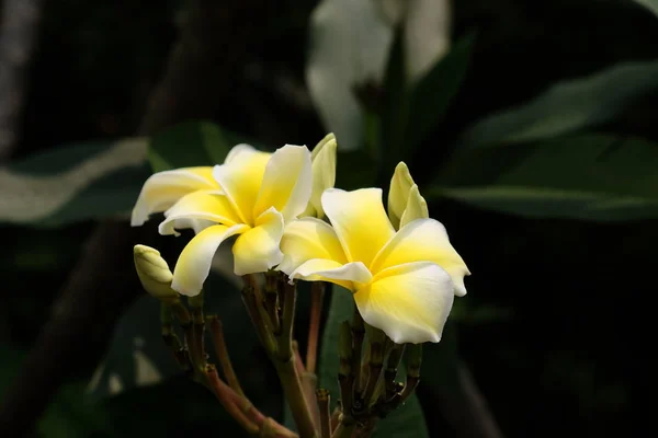 Prachtige Bloemen Tuin Bloeien Zomer — Stockfoto