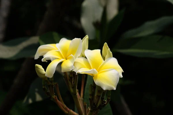 Belles Fleurs Dans Jardin Floraison Été — Photo