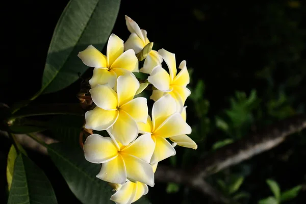 Belles Fleurs Dans Jardin Floraison Été — Photo