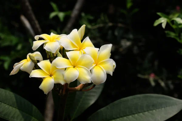 Belles Fleurs Dans Jardin Floraison Été — Photo