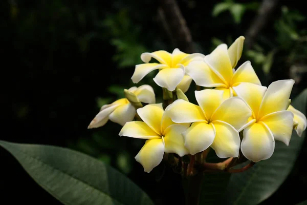 Hermosas Flores Jardín Floreciendo Verano Jardín Formal Paisajeado — Foto de Stock