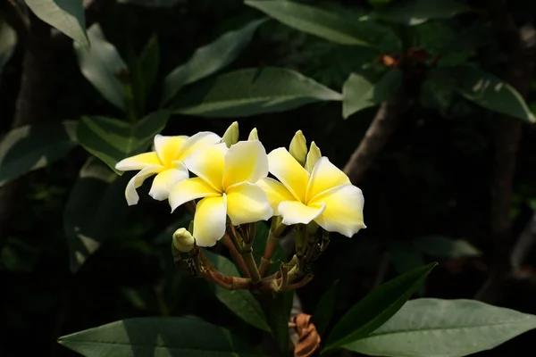 Prachtige Bloemen Tuin Bloeien Zomer — Stockfoto