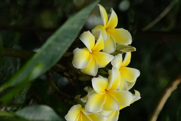 Tropické Květiny Kvetoucí Stromě Barevné Květiny Zahradě Plumeria Květ Kvete — Stock fotografie