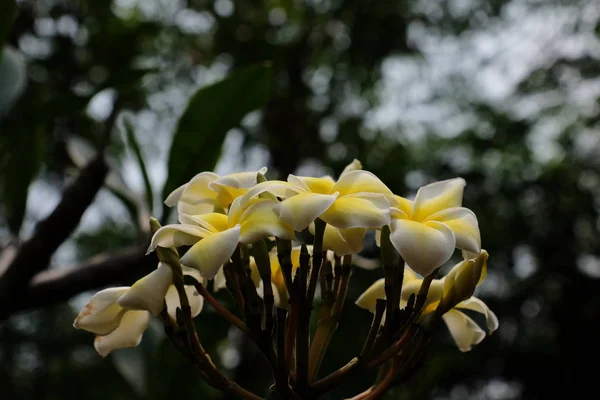 Belles Fleurs Dans Jardin Floraison Été Paysager Jardin Formel — Photo