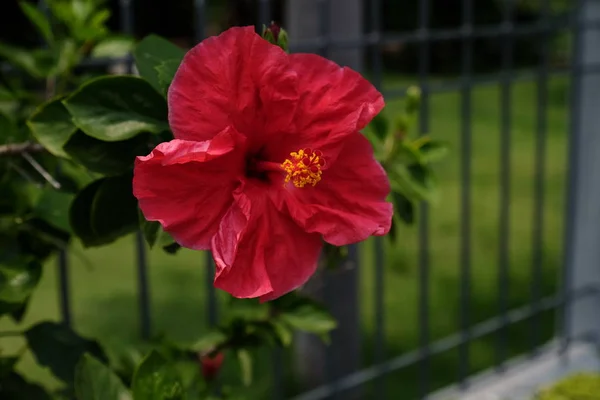 Belles Fleurs Dans Jardin Floraison Été Paysager Jardin Formel — Photo