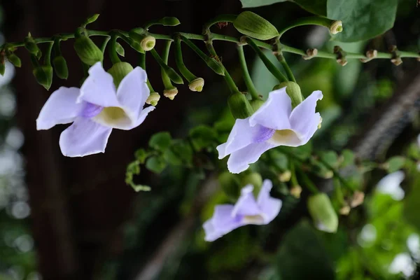 Тропічні Квіти Цвітуть Дереві Барвисті Квіти Саду — стокове фото