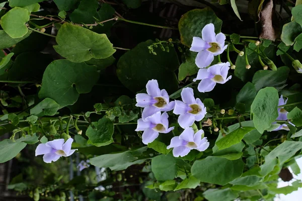 Тропічні Квіти Цвітуть Дереві Барвисті Квіти Саду — стокове фото