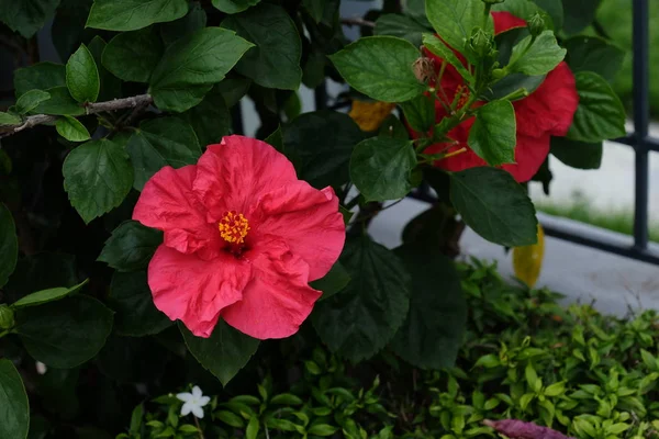 Hermosas Flores Jardín Floreciendo Verano Jardín Formal Paisajeado — Foto de Stock