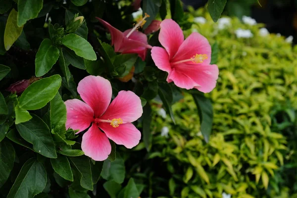 Lindas Flores Jardim Florescendo Verão Jardim Formal Paisagístico — Fotografia de Stock