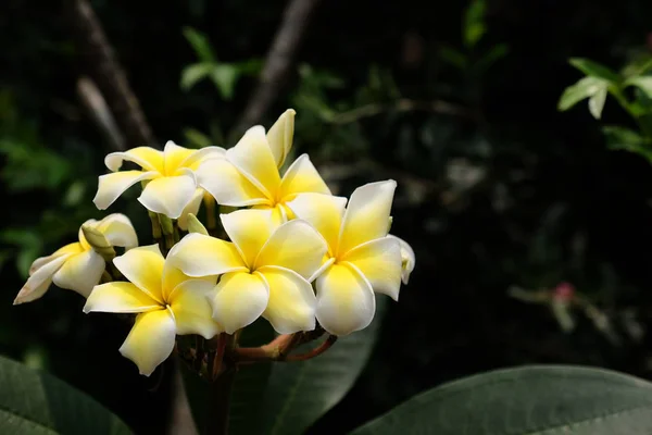 Close Frangipani Flowers Growing Outdoors — Stock Photo, Image