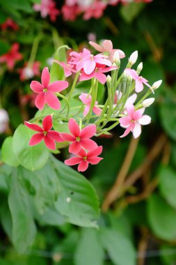 Bahçede güzel çiçekler yaz aylarında Blooming. Peyzajlı resmi Bahçe.