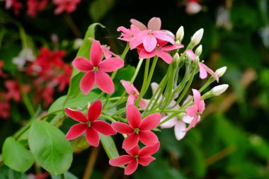 Bahçede güzel çiçekler yaz aylarında Blooming. Peyzajlı resmi Bahçe.