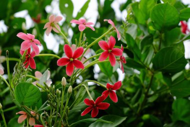 Bahçede güzel çiçekler yaz aylarında Blooming. Peyzajlı resmi Bahçe.