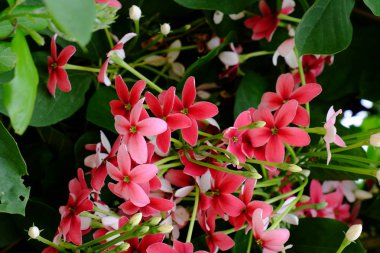 Bahçede güzel çiçekler yaz aylarında Blooming. Peyzajlı resmi Bahçe.