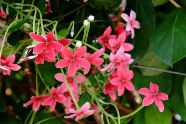 Açık havada yetişen kırmızı çiçekleri kapatın. 