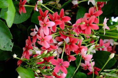 Bahçede güzel çiçekler yaz aylarında Blooming. Peyzajlı resmi Bahçe.