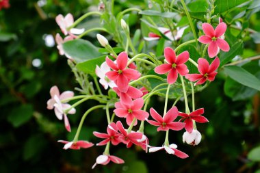 Açık havada yetişen kırmızı çiçekleri kapatın. 