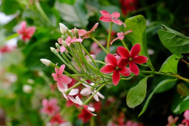 Gelinlik provasında eğlenen kadınlar, beyaz gelinlik içinde mutlu bir gelinin portresi.