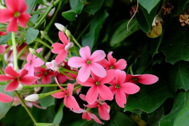 Gelinlik provasında eğlenen kadınlar, beyaz gelinlik içinde mutlu bir gelinin portresi.