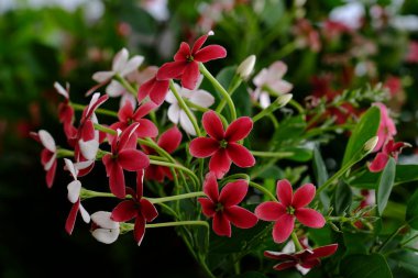 Açık havada yetişen kırmızı çiçekleri kapatın. 