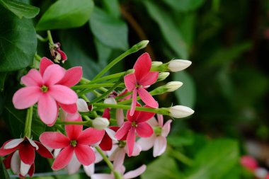 Açık havada yetişen kırmızı çiçekleri kapatın. 