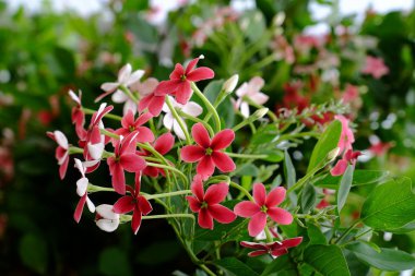 Açık havada yetişen kırmızı çiçekleri kapatın. 