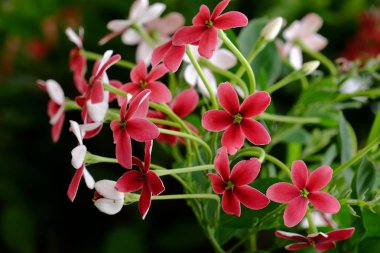 Yaz aylarında bahçe Blooming güzel çiçeklenir. Resmi bahçe. Park. Güzel bahçe