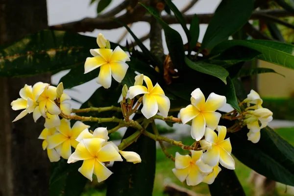 Bílé Žluté Tropické Květiny Kvetoucí Stromě Barevné Květiny Zahradě Plumeria — Stock fotografie
