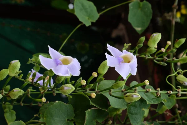 Nahaufnahme Von Farbigen Blumen Die Freien Wachsen — Stockfoto