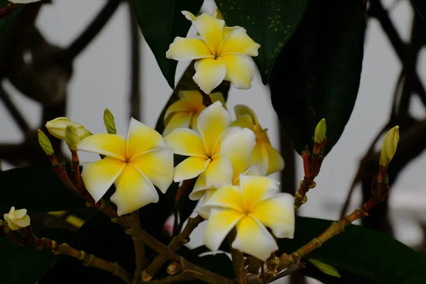 Weiße Und Gelbe Tropische Blumen Die Auf Dem Baum Blühen — Stockfoto