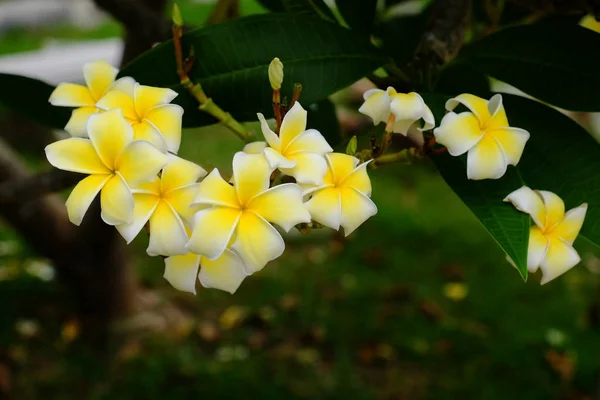 Fiori Tropicali Bianchi Gialli Che Sbocciano Sull Albero Fiori Colorati — Foto Stock