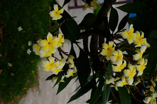 木に白や黄色の熱帯の花を咲かせ 庭の色とりどりの花を咲かせます — ストック写真