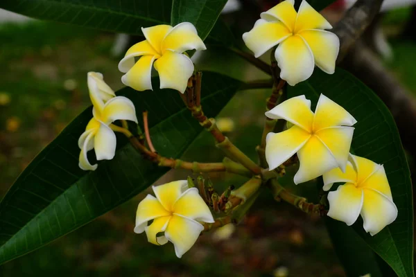 Vita Och Gula Tropiska Blommor Blommar Trã Rgglada Blommor Trã — Stockfoto