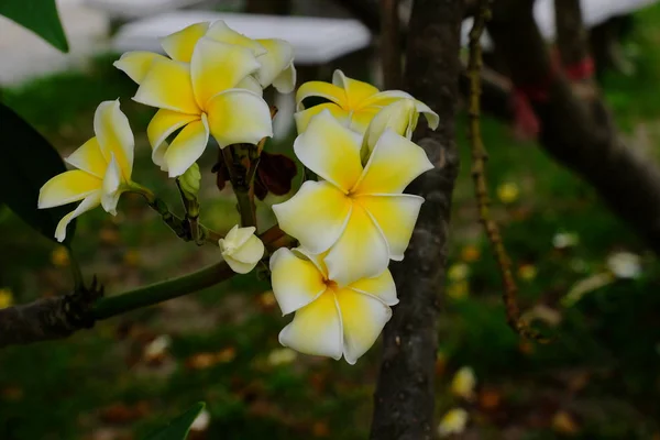 木に白や黄色の熱帯の花を咲かせ 庭の色とりどりの花を咲かせます — ストック写真
