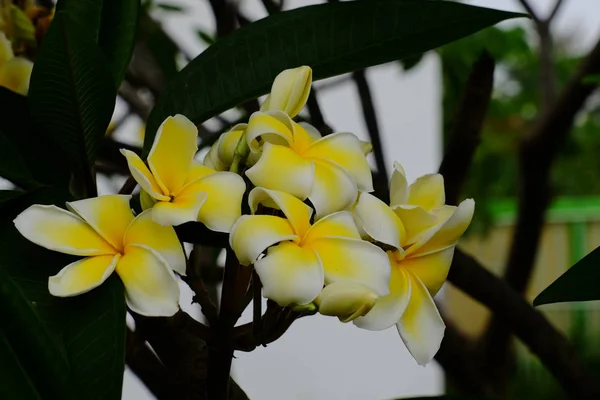 Λευκά Και Κίτρινα Τροπικά Λουλούδια Ανθίζουν Στο Δέντρο — Φωτογραφία Αρχείου