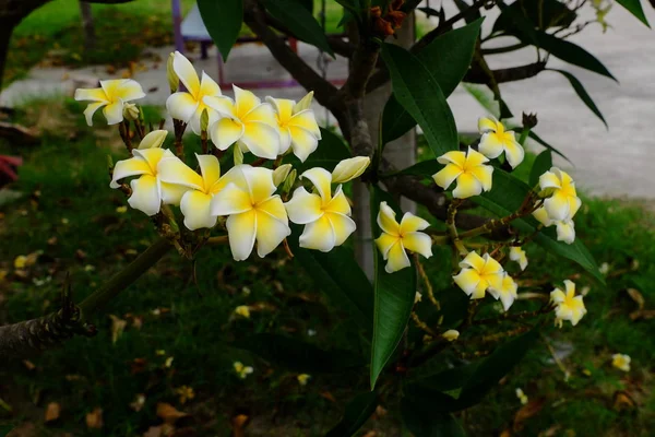 Hermosas Flores Jardín Floreciendo Verano Jardín Formal Paisajeado — Foto de Stock