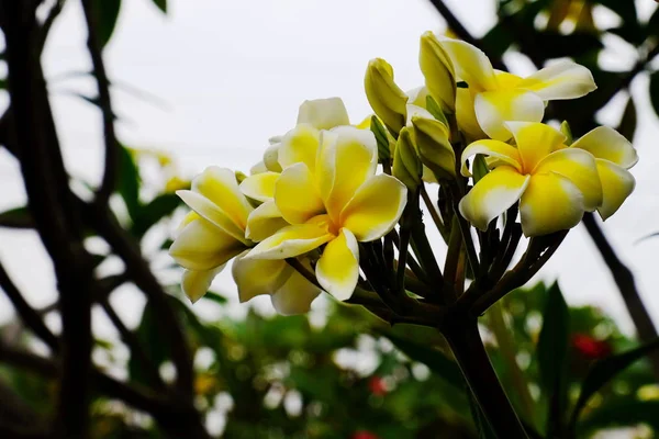 美丽的花朵在花园中绽放在夏天 园林绿化的正式花园 — 图库照片