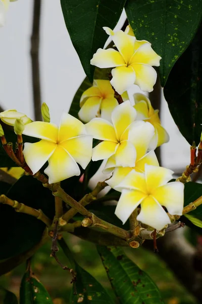 Fleurs Tropicales Blanches Jaunes Fleurissant Sur Arbre — Photo