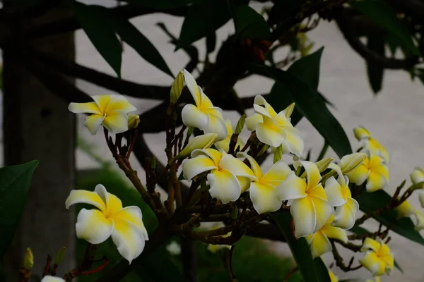 夏に咲く庭の美しい花 ランドスケープフォーマルガーデン — ストック写真