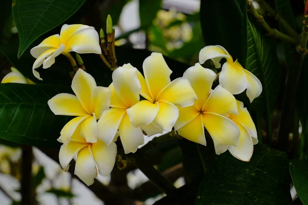 Flores Tropicales Blancas Amarillas Floreciendo Árbol — Foto de Stock