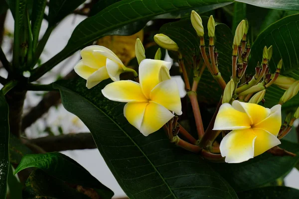 Fleurs Tropicales Blanches Jaunes Fleurissant Sur Arbre — Photo