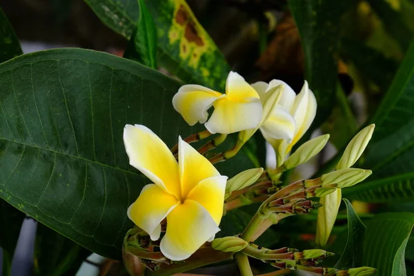 Hermosas Flores Jardín Floreciendo Verano Jardín Formal Paisajeado — Foto de Stock